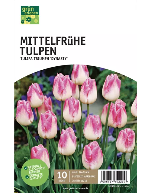 Mittelfrühe Triumph-Tulpen 