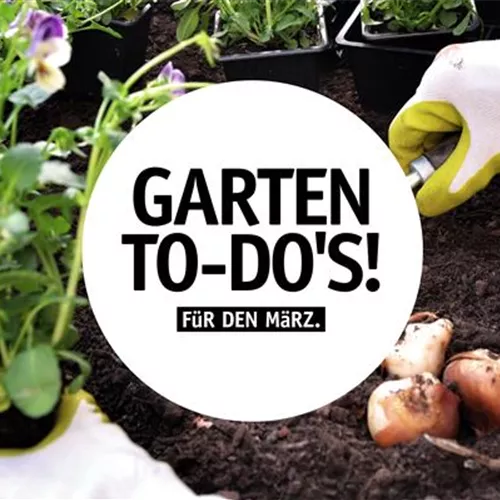 Garten To-Do's für den März🌱 