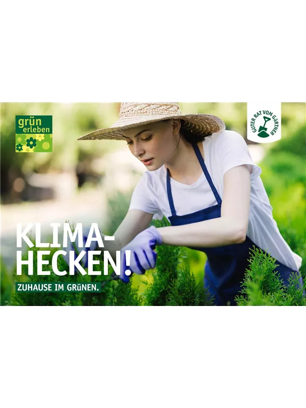 Klimahecken – Zuhause im Grünen 🌿