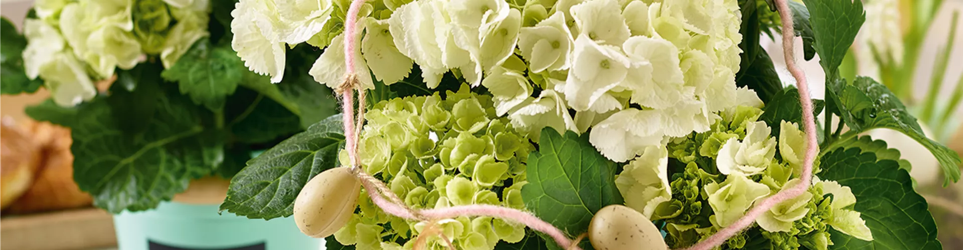 Pflanze des Monats März🪴