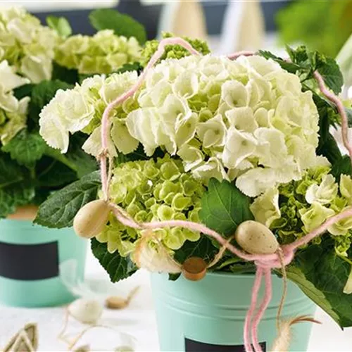 Pflanze des Monats März🪴