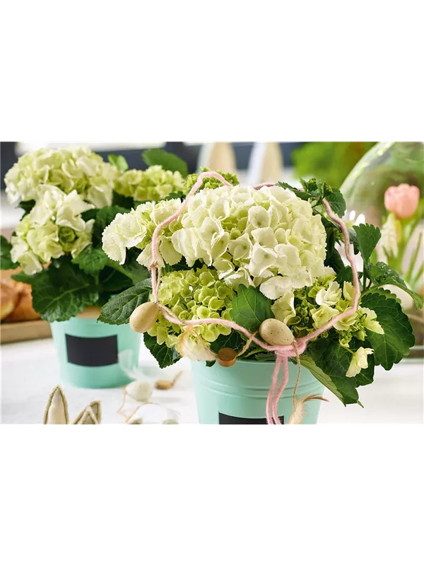 Pflanze des Monats März🪴