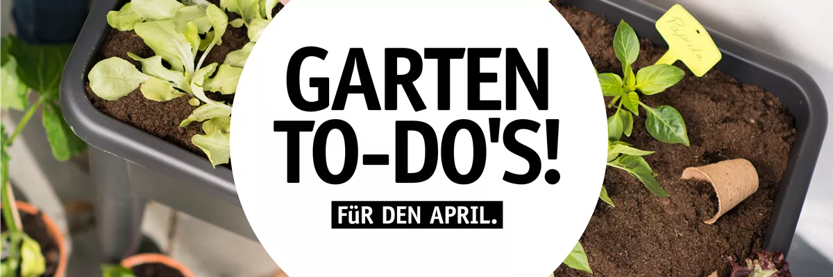 Garten To-Do’s für den April 🌱
