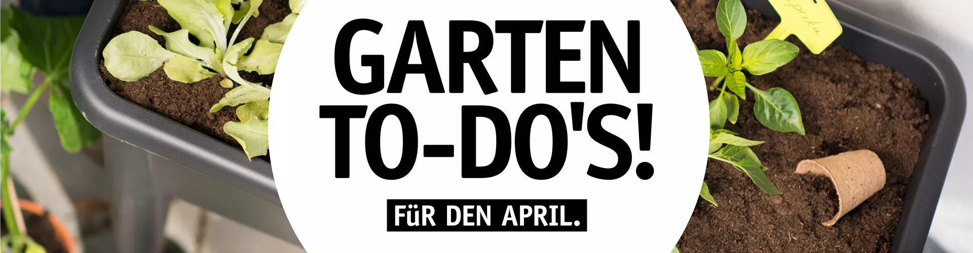 Garten To-Do’s für den April 🌱