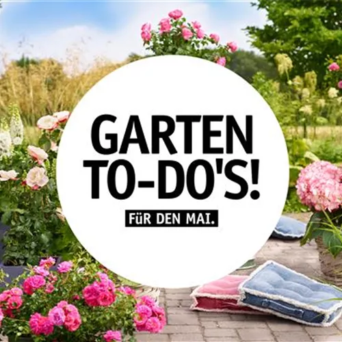 Garten To-Do’s für den Mai 🌱