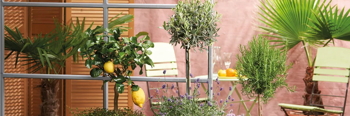 Mediterraner Flair! 🍋 🫒