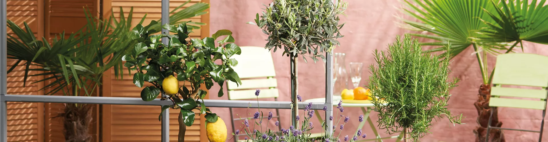 Mediterraner Flair! 🍋 🫒