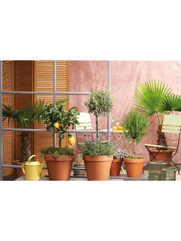 Mediterraner Flair! 🍋 🫒