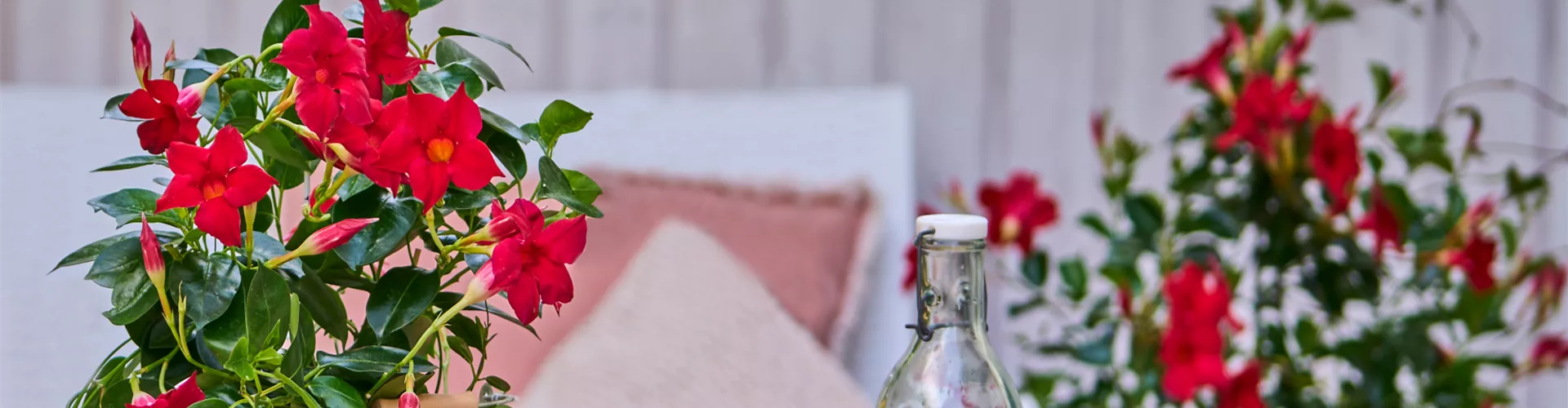 Pflanze des Monats April🪴