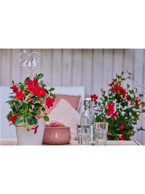 Pflanze des Monats April🪴