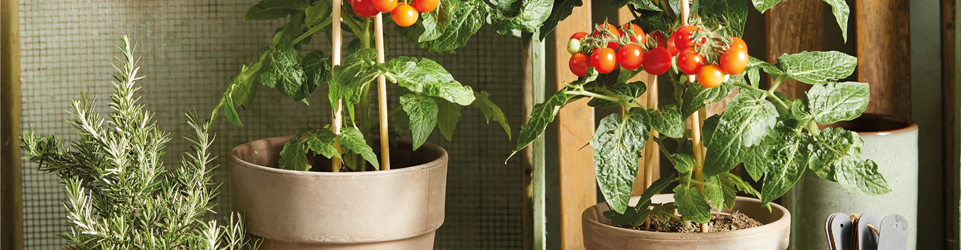 Selbst angebaut! 🫑