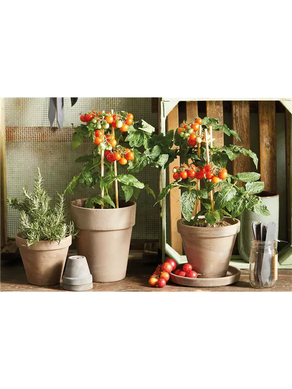 Selbst angebaut! 🫑