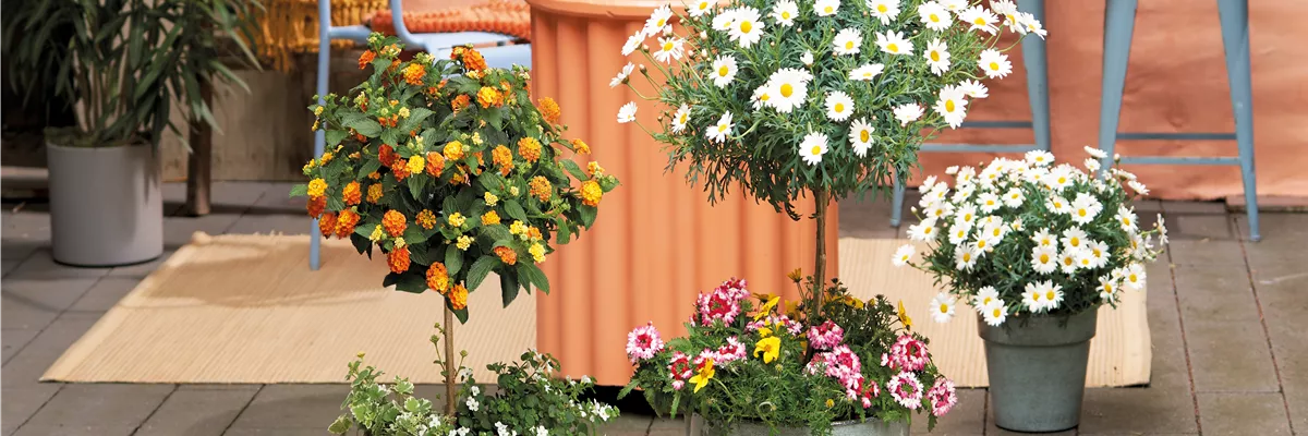 Sommerliche Blütenpracht! 🌸