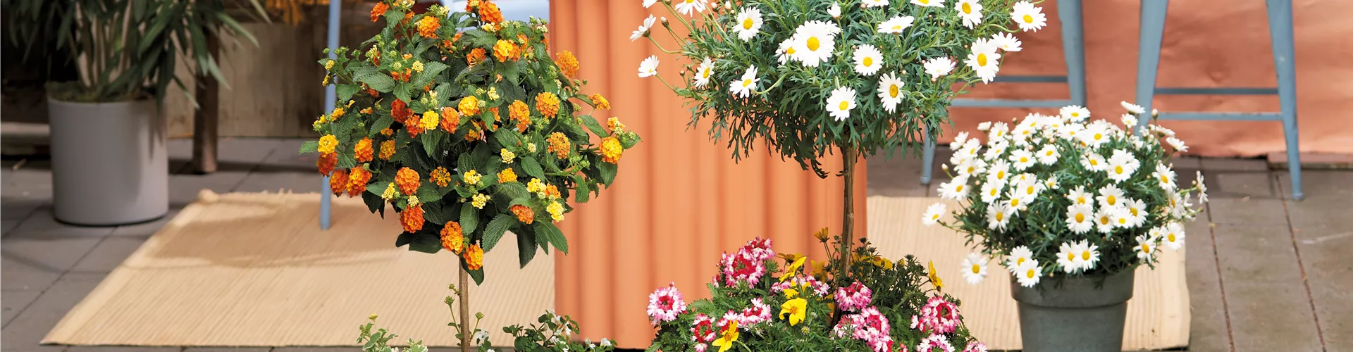 Sommerliche Blütenpracht! 🌸