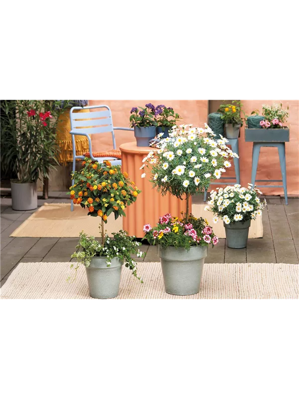 Sommerliche Blütenpracht! 🌸