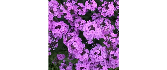 POLSTERPHLOX