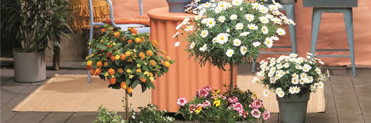 SOMMERLICHE BLÜTENPRACHT!