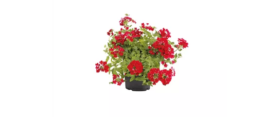 SOMMERLICHE BLÜTENPRACHT!