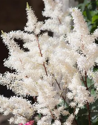 PFLANZE DER WOCHE: ASTILBE