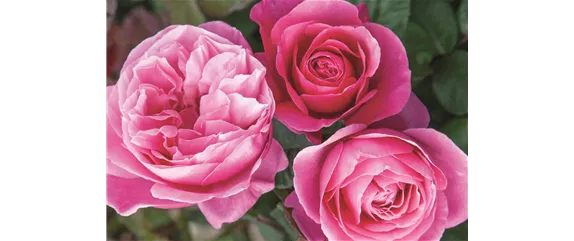ELEGANTER ROSENGARTEN! 
