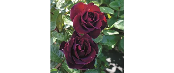 ELEGANTER ROSENGARTEN! 