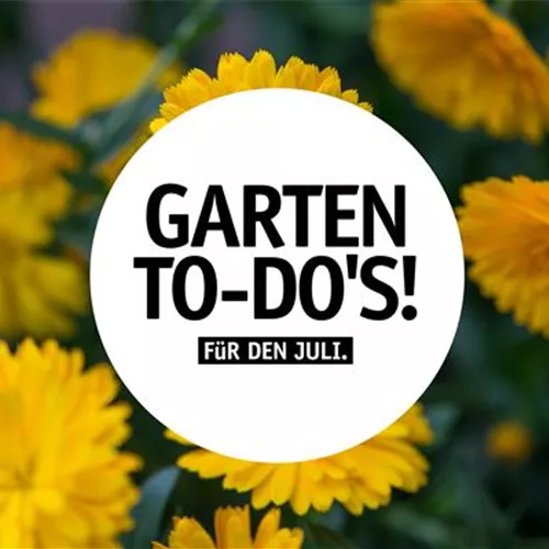 Garten To-Do's für den Juli🌱 