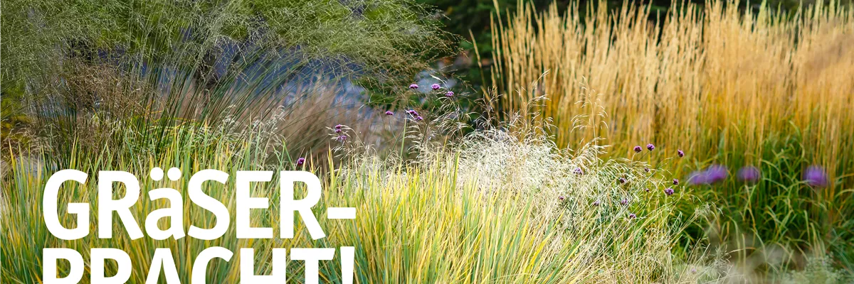 Gräserpracht! 🌾✨