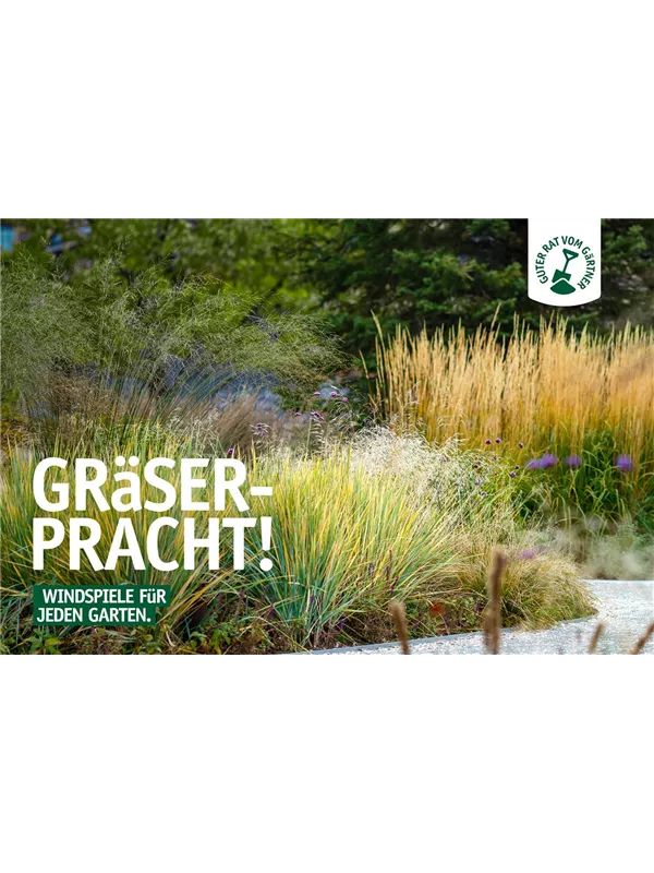 Gräserpracht! 🌾✨