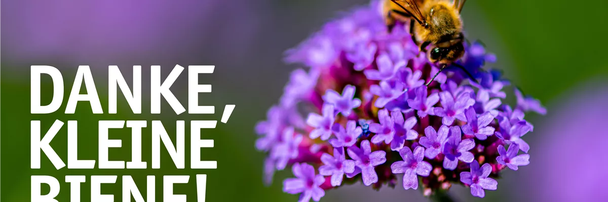 Tag der Honigbiene 🐝🌼