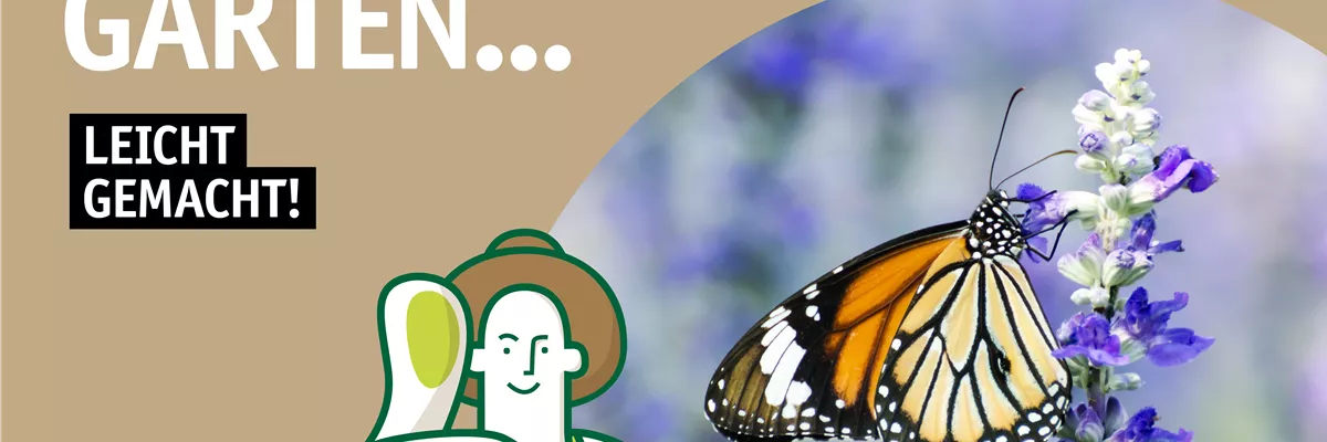 Flyer Insekten 🦋🐝