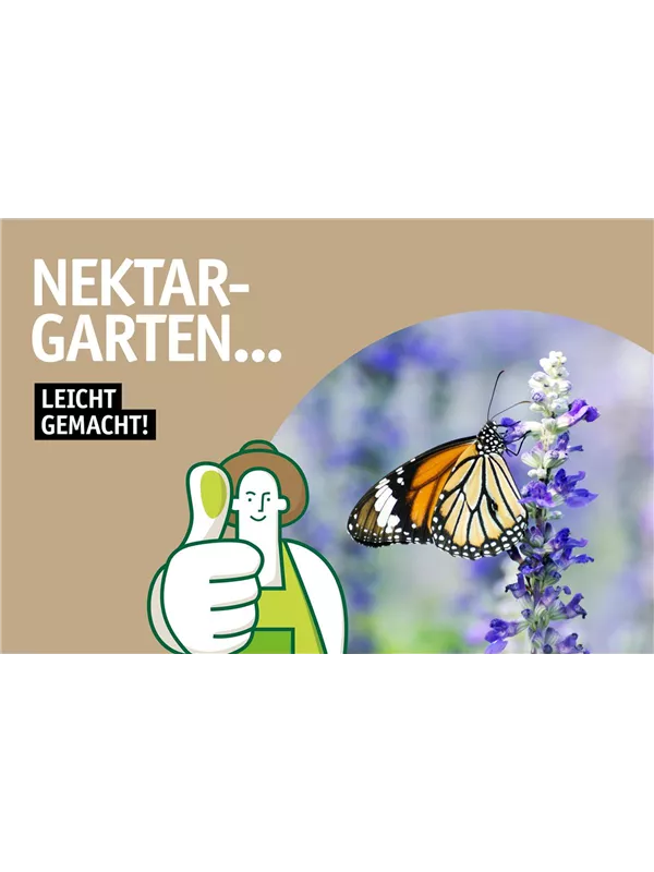 Flyer Insekten 🦋🐝