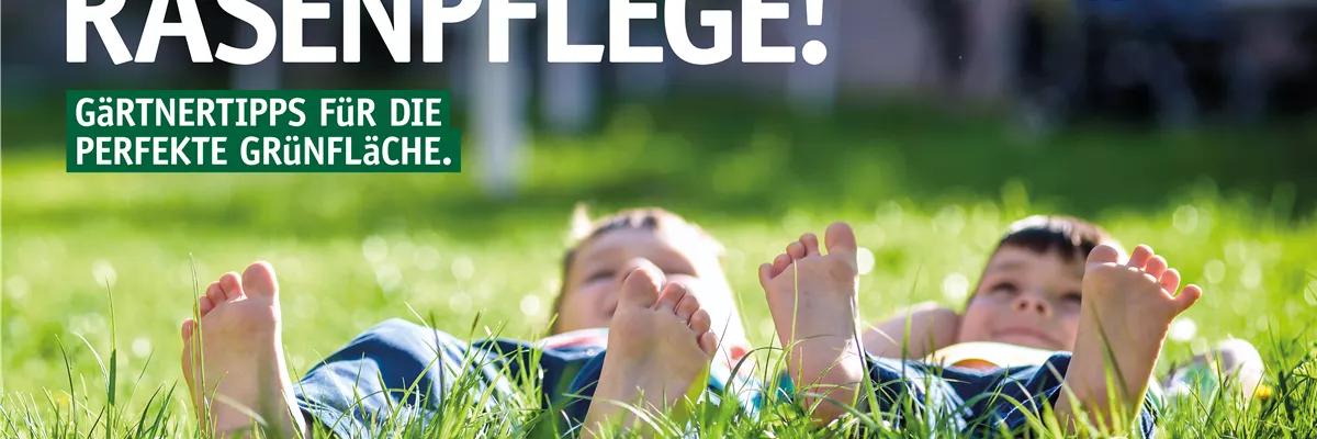 Optimale Rasenpflege 🌱