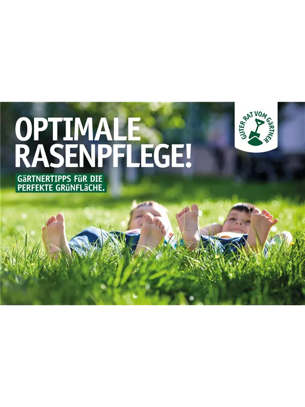 Optimale Rasenpflege 🌱