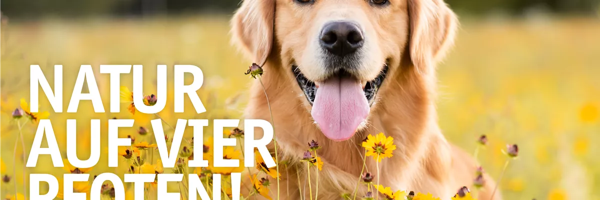 Internationaler Tag des Hundes 🐾