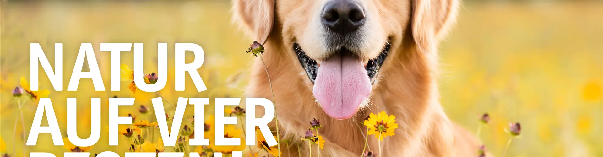 Internationaler Tag des Hundes 🐾
