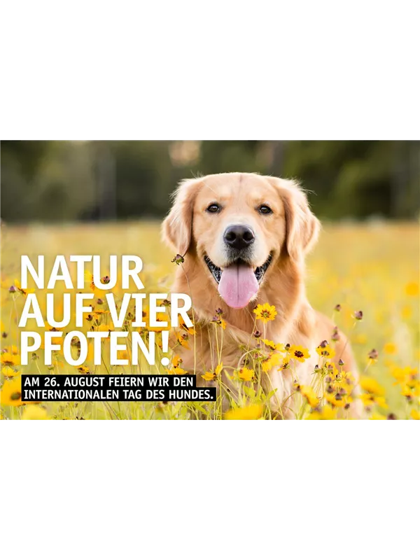 Internationaler Tag des Hundes 🐾