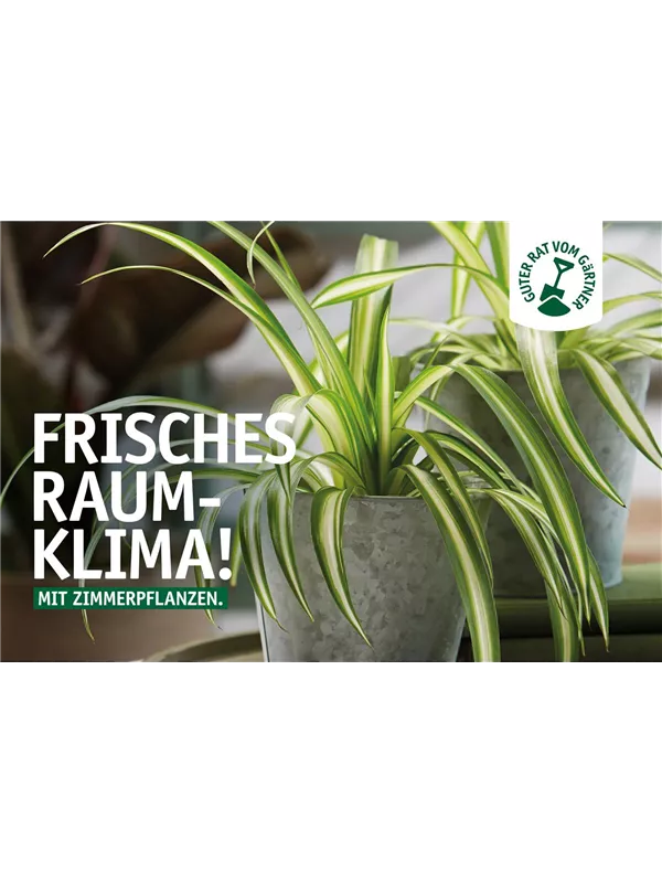 🌿Natürlich besser durchatmen 🍃