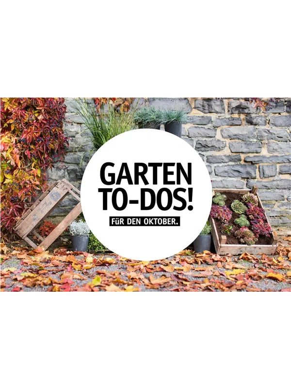 Garten To-Dos für den Oktober🌱 