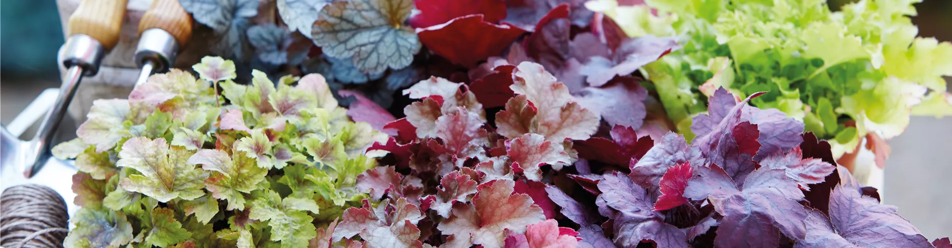 Golden Season & Blattschmuck Schönheiten 🍁