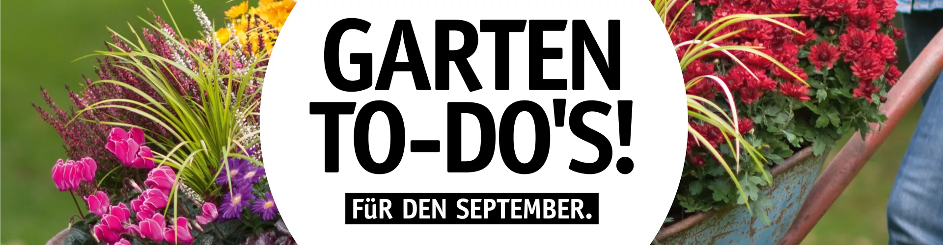 Garten To-Do’s für den September 🌱