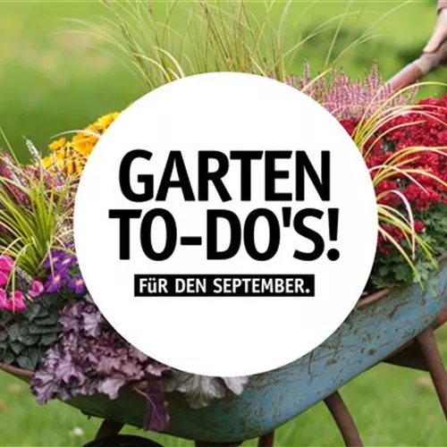 Garten To-Do’s für den September 🌱