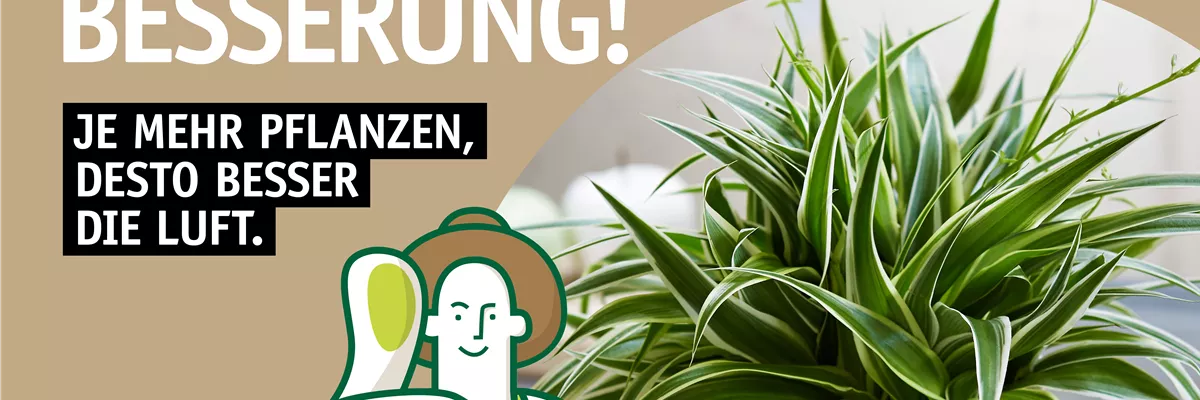 Flyer luftreinigende Pflanzen 🪴
