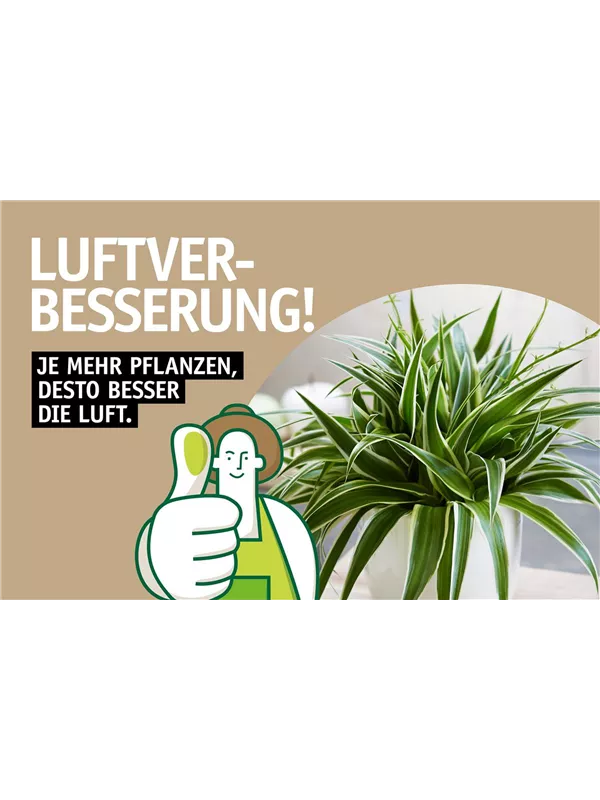 Flyer luftreinigende Pflanzen 🪴