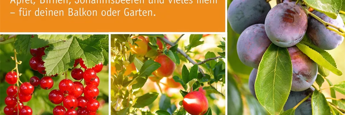 🍎 Obst im Herbst🍐