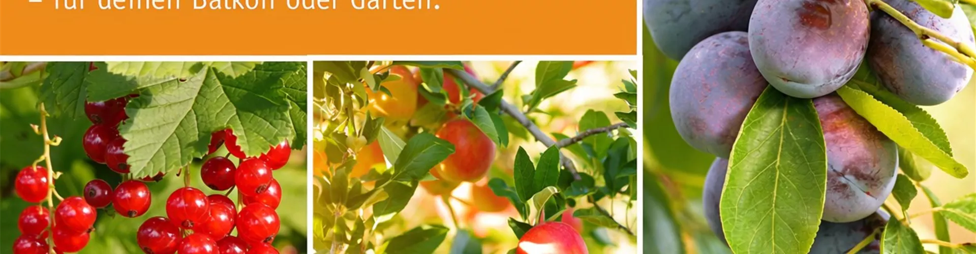 🍎 Obst im Herbst🍐