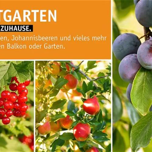 🍎 Obst im Herbst🍐