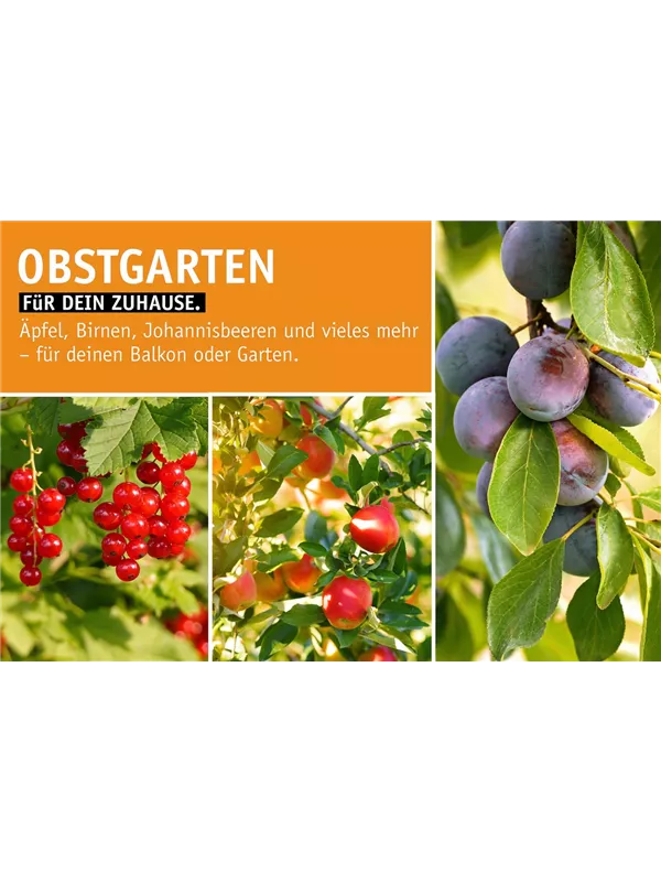 🍎 Obst im Herbst🍐