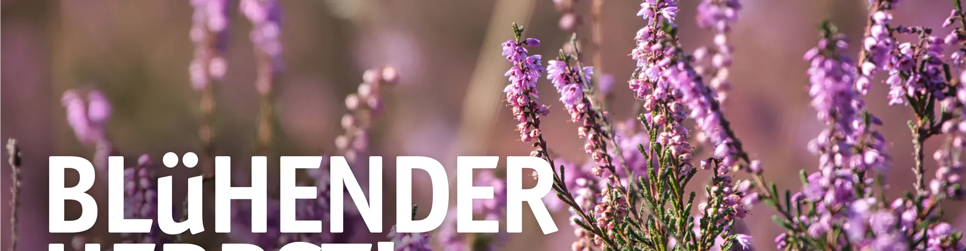 🪻 Heiden-Spaß im Herbst