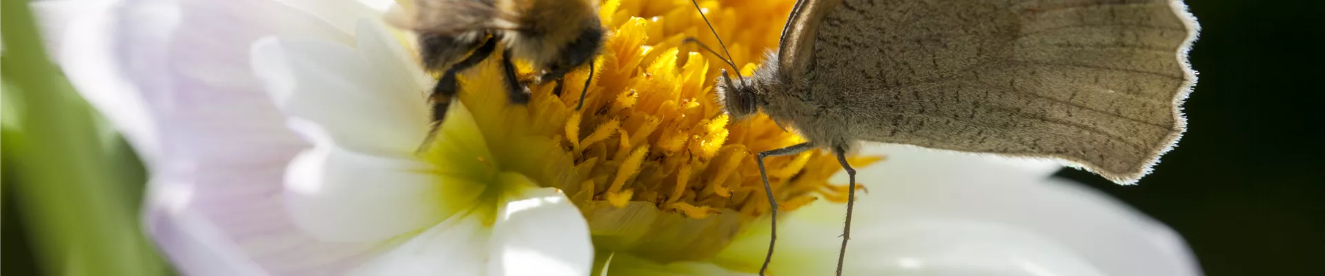 Schmetterling und Biene