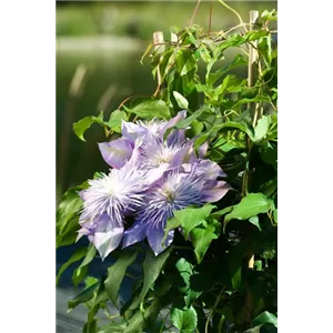 CLEMATIS! CLEMATIS!